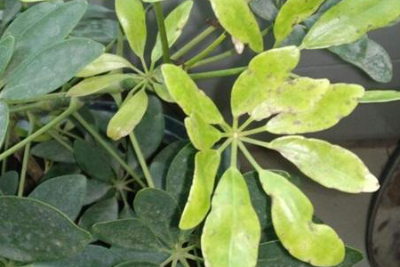 鸭掌木叶子发黄怎么处理怎么补救