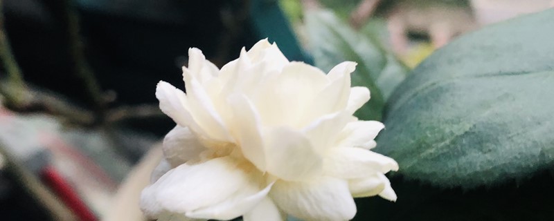 虎头茉莉怎么扦插怎么剪枝(虎头茉莉的扦插方法和注意事项)