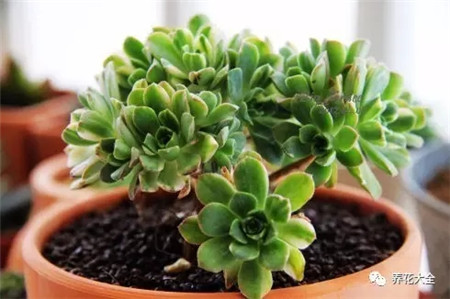 多肉夏天好养的品种
