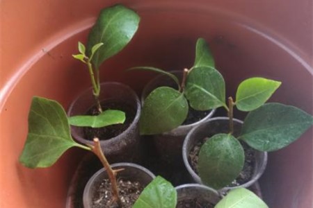 三角梅扦插最简单方法