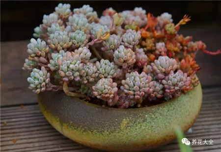 多肉夏天好养的品种