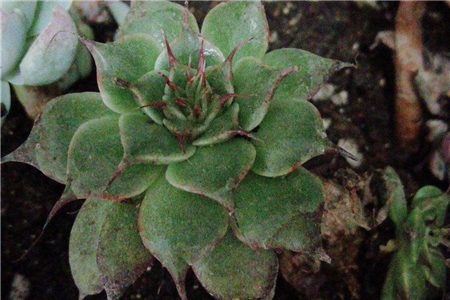 银星草是什么样的