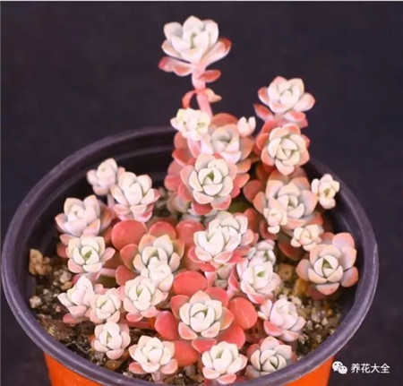 多肉夏天好养的品种