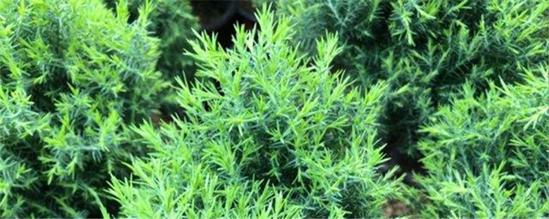 圆柏叶子发黄怎么办处理方法黄叶枯萎的原因(圆柏枯黄是怎么回事)