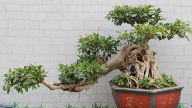 榕树怎么繁殖(榕树繁植方法)