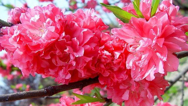 杜鹃花寓意是什么意思(杜鹃花寓意着什么)