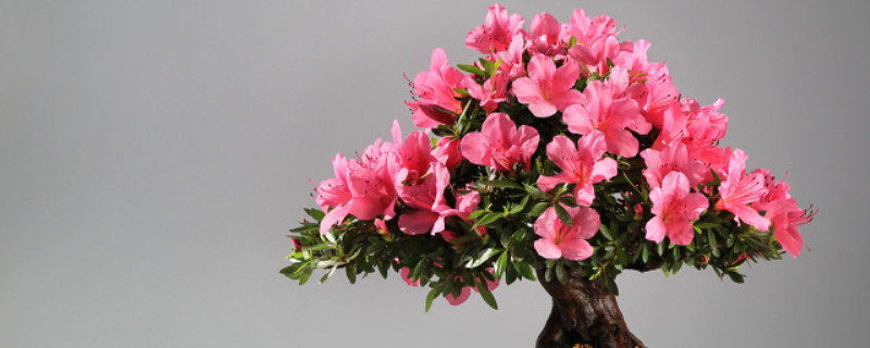 杜鹃花是几月份开花是哪里的市县花(杜鹃花是几月开放的)