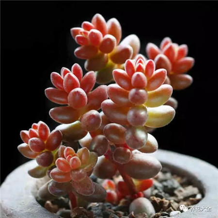 多肉夏天好养的品种