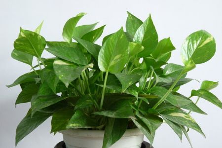 绿萝吸甲醛吗是真的吗