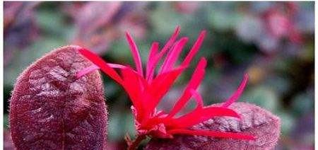 红花继木怎么养护