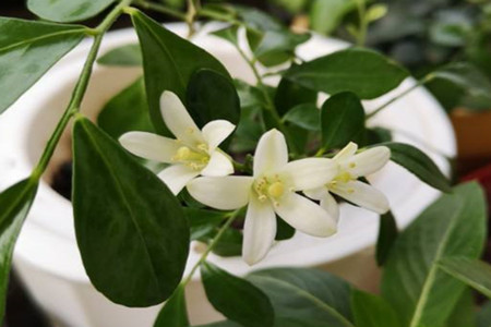 阳台种九里香对风水好吗