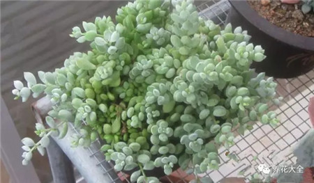 多肉夏天好养的品种