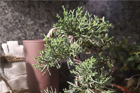 圆柏枯黄是怎么回事