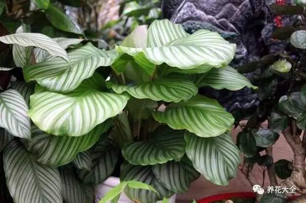 月季花期有多长