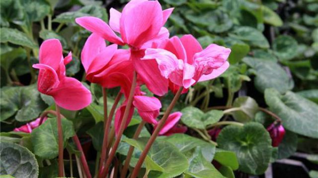 怎样才能让仙客来提前开花(如何让仙客来度夏)