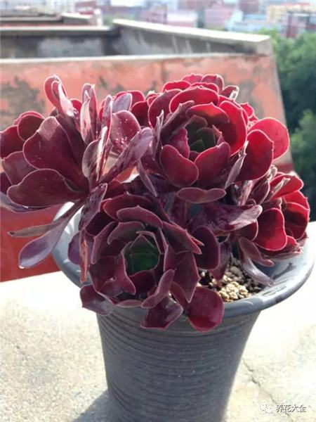 多肉夏天好养的品种