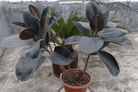 橡皮树叶子变软下垂脱落