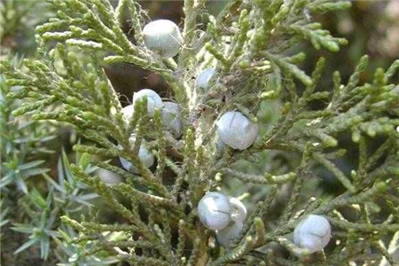 圆柏枯黄是怎么回事