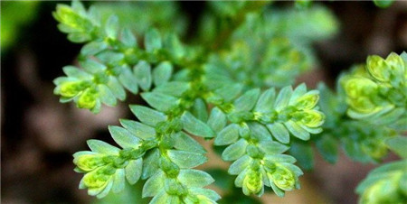 翠云草的扦插繁殖的方法有哪些