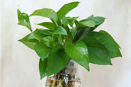 绿萝吸甲醛吗是真的吗