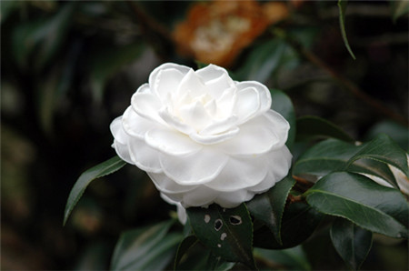 茶花品种大全各种茶花图片