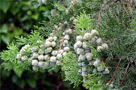 圆柏枯黄是怎么回事