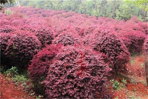 红花继木的修剪方法(红花继木怎么养护)