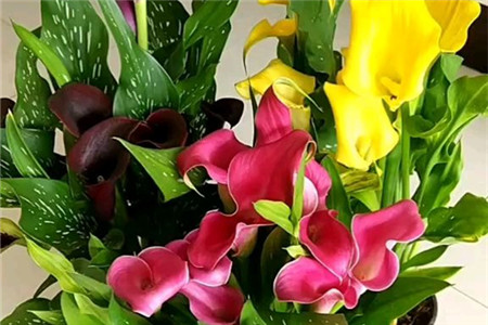 马蹄莲要用多大的盆栽