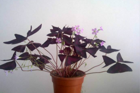 紫叶榨浆草扦插方法和技术