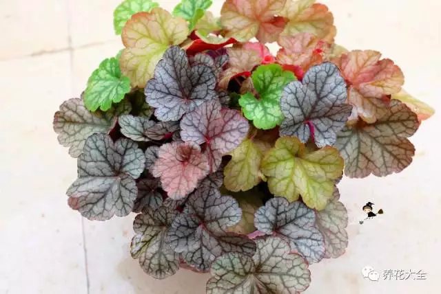 月季花期有多长