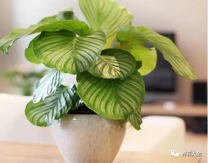 月季花期有多长