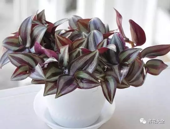 月季花期有多长