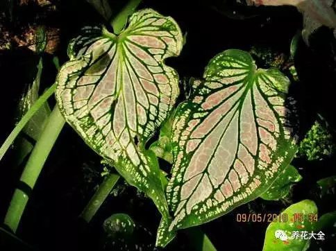 月季花期有多长