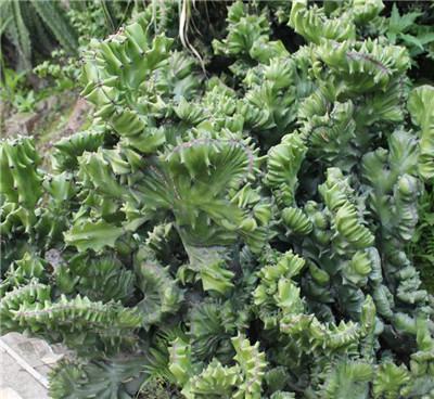 阳台放什么植物挡煞气