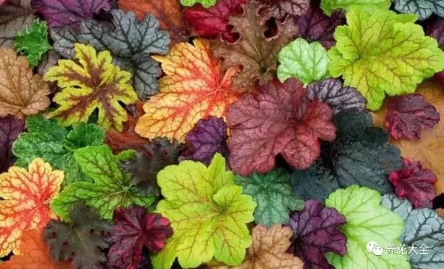 月季花期有多长