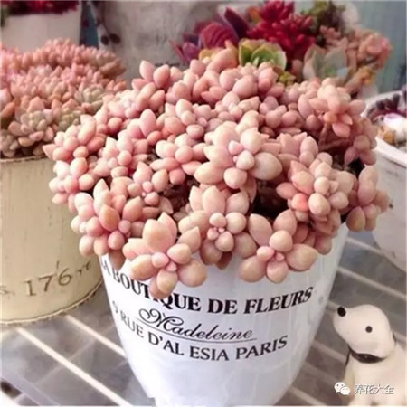 多肉夏天好养的品种