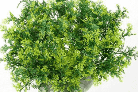 珊瑚草的养殖方法和注意事项视频