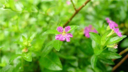 米叶黄杨的养殖方法和注意事项