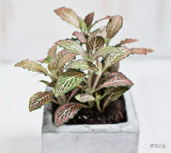 月季花期有多长