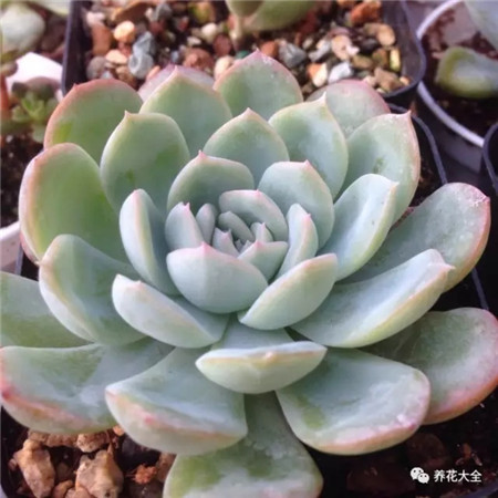 多肉夏天好养的品种