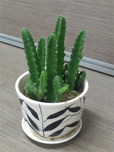 阳台放什么植物挡煞气