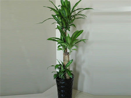 巴西木怎么养殖使用方法