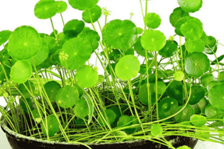 金钱草的副作用及禁忌(吃了一个月金钱草尿酸一直高)