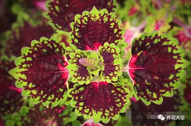 月季花期有多长