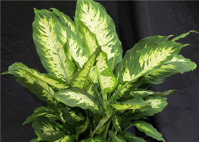 阳台上放什么植物能生旺挡煞(阳台放什么植物挡煞气)