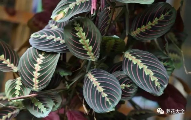 月季花期有多长