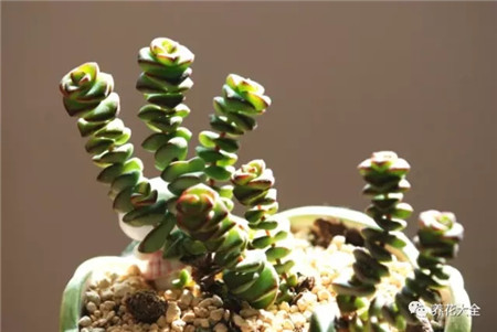 多肉夏天好养的品种