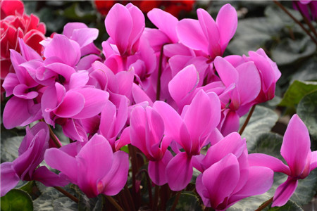 如何让仙客来度夏