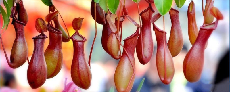 猪笼草的笼子里很多水是不是不正常的现象(猪笼草的笼子里很多水是不是不正常的现象呀)