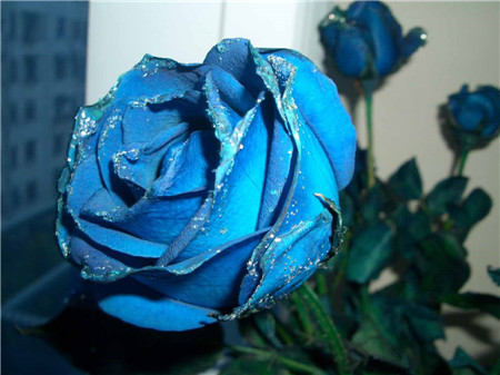 蓝色妖姬和蓝色玫瑰有什么区别